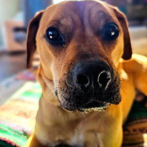 Meet your Posher, Jesse (and his dog Jasper).